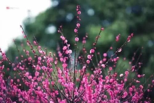 知否知否，应是暗香浮动，浙江已进入赏梅佳期！