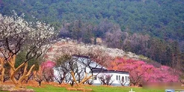 「樱花」中国这些花开成海的地方,美极了