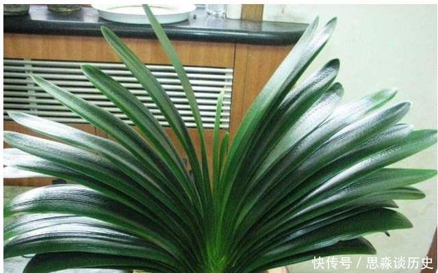 「阿司匹林」君子兰不开花教你这样浇水,君子兰健壮不烂根,开花爆盆不是梦