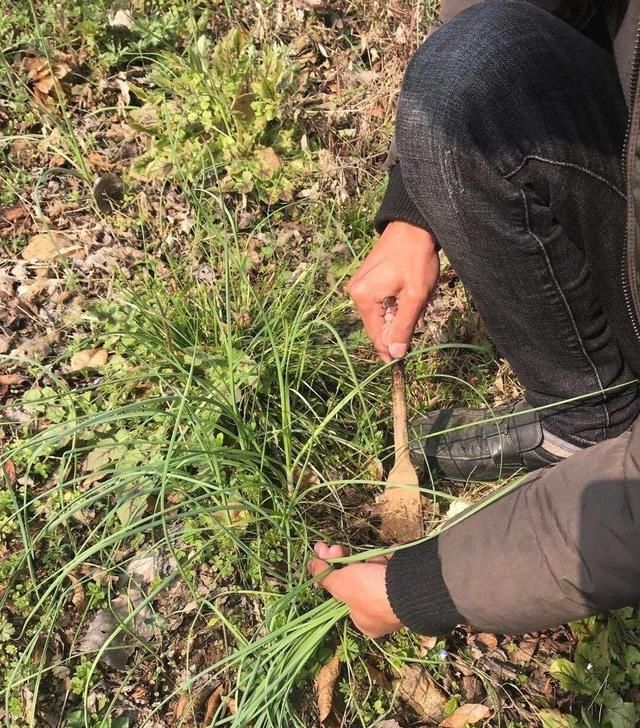『随便』这种植物长得像韭菜,能用还能吃!山里遇到要珍惜,别随便挖
