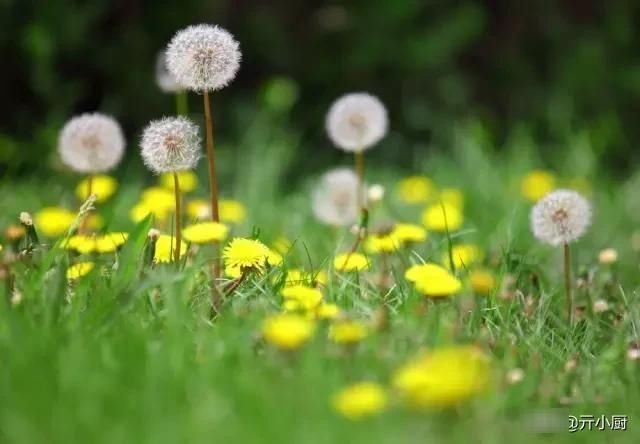  [拳头菜]每逢清明，思念骤起，这9种野菜做法，你最喜欢哪种呢？