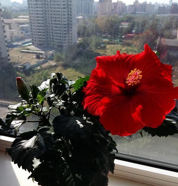  年宵@年底养花选这款，花色喜庆，天天有花开，好养易活，还可做年宵花