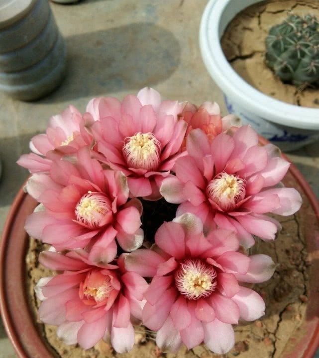 『最长』花期最长的仙人球,球形端庄开花又美丽,一年还能多次开花