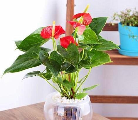  『根部』水培花草难不难？此3款只需掌握正确的技巧，新手也能培育成功