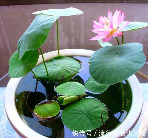 『铜钱草』这2种花最喜欢喝水了,到了盛夏一定要多浇水,不断水就不萎蔫