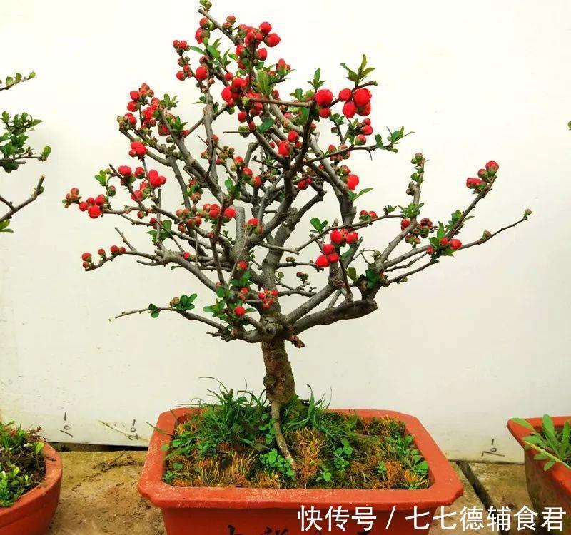  [冬季室内]离过年只剩十几天，这15种花年味十足，再不准备就迟了