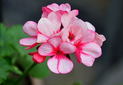 「有花赏」家里养花，就养5款花卉，四季常开花，一条藤千朵花，天天有花赏