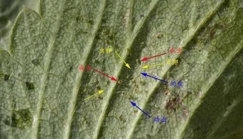  【清除】家里的盆栽植物也会感染红蜘蛛，要用什么方法来清除？