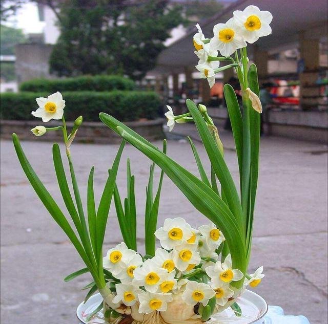  #喝水#阳台这“3种花”爱喝水，2天不浇就“难受”，泡水才能“长势”旺