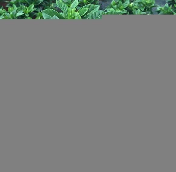【栀子花】养“栀子花”,注意1个小细节,不黄叶、不掉苞,油绿茂盛开花多