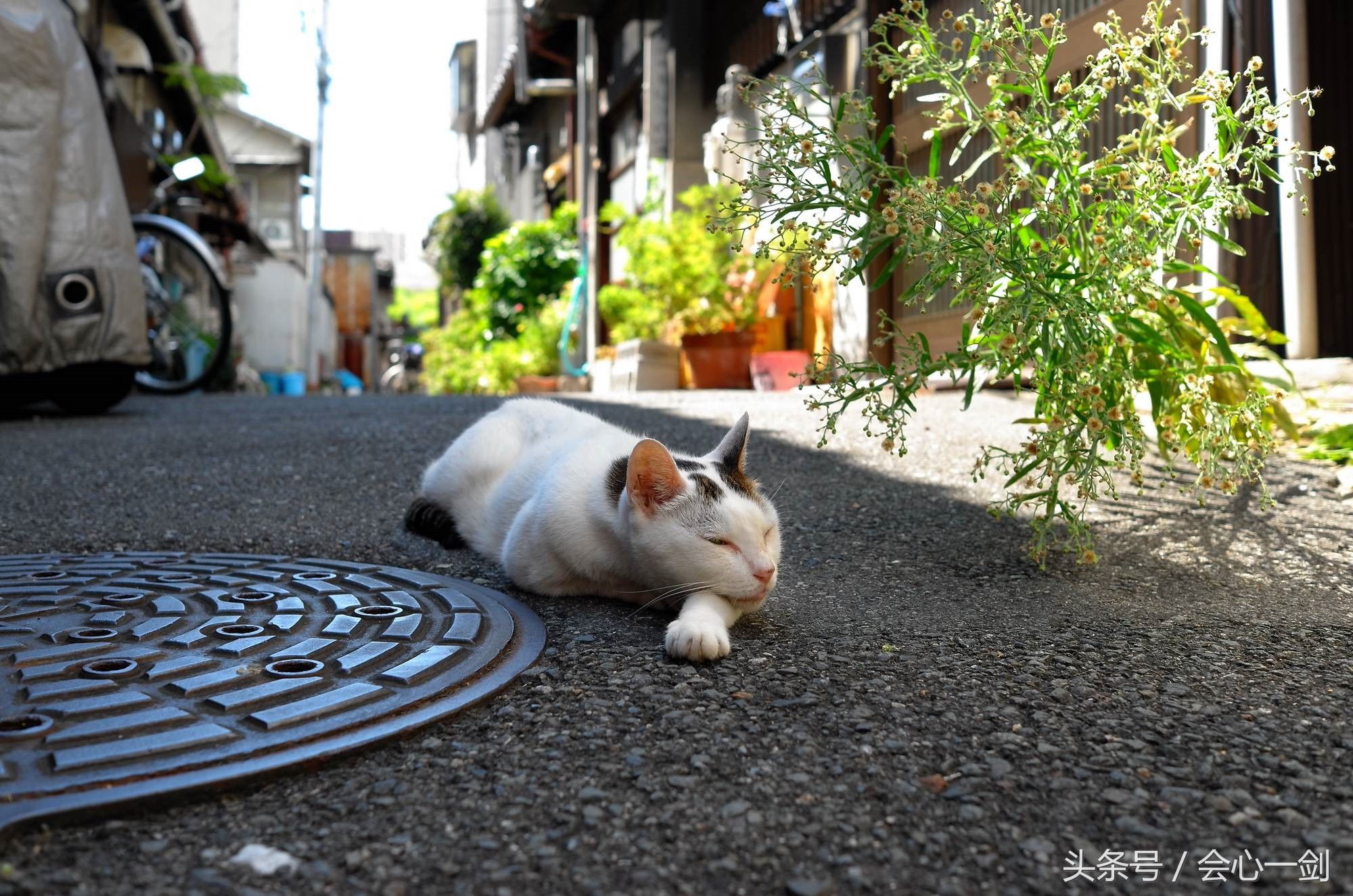 带你认识真实的日本:小孩独立上下学，女孩从小就会化妆!