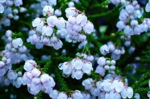  『代表着』花友选出了自己认为最美的50种花