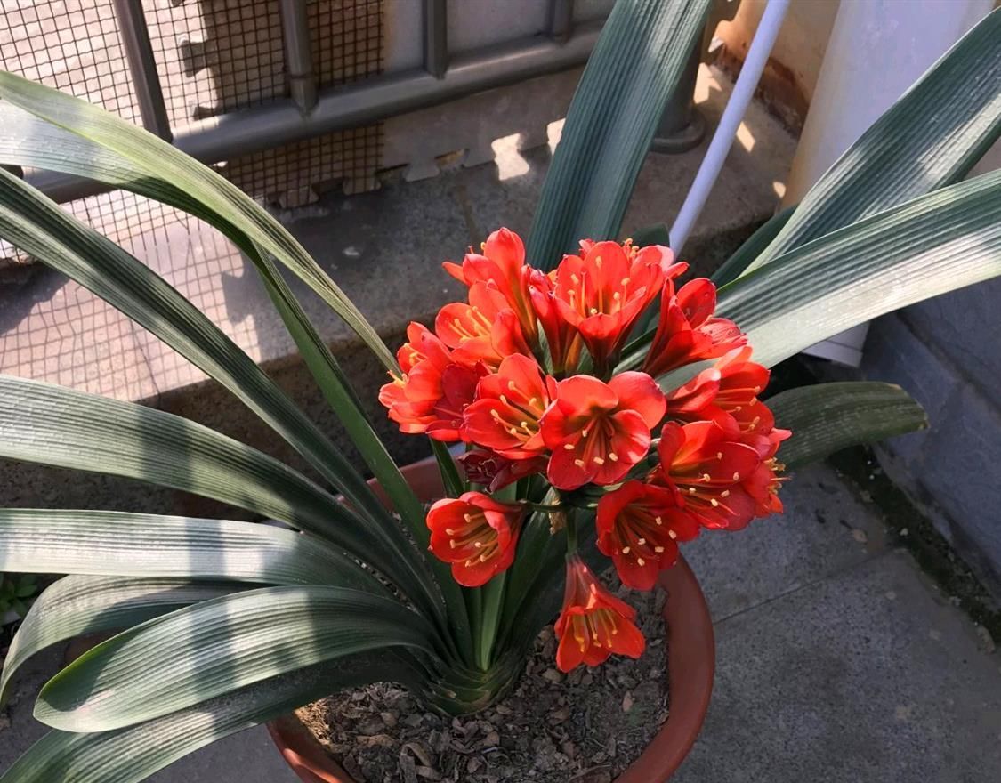  避开|君子兰不开花？避开“3高”，开花艳丽，花期长
