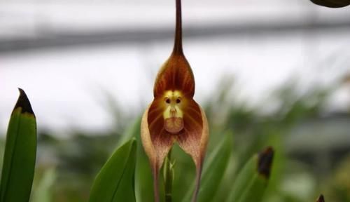 『植物』长有“猴脸”的植物，像一只只猴子挂在枝头，也能在任何季节开花