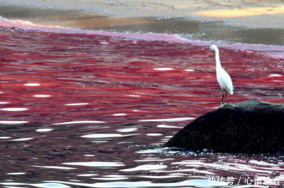 乡村水塘每天“出血”，水里还有不明黏液，村民全都不淡定了