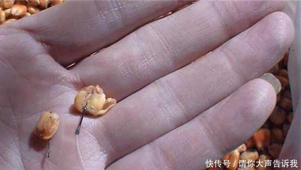 饵料|夏季野钓小鱼闹窝怎么办?用这套“组合拳”,绝杀小鱼闹窝!