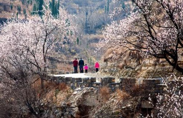 寻一片落英处，赴一场樱花约！