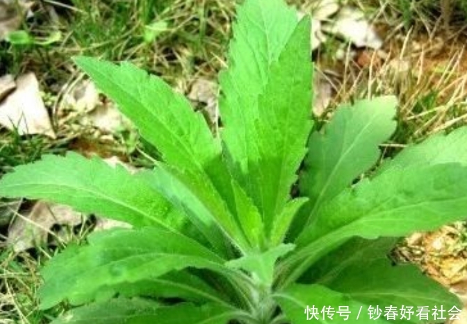  【小飞】乡下常见杂草，现在成了稀罕物，价值珍贵