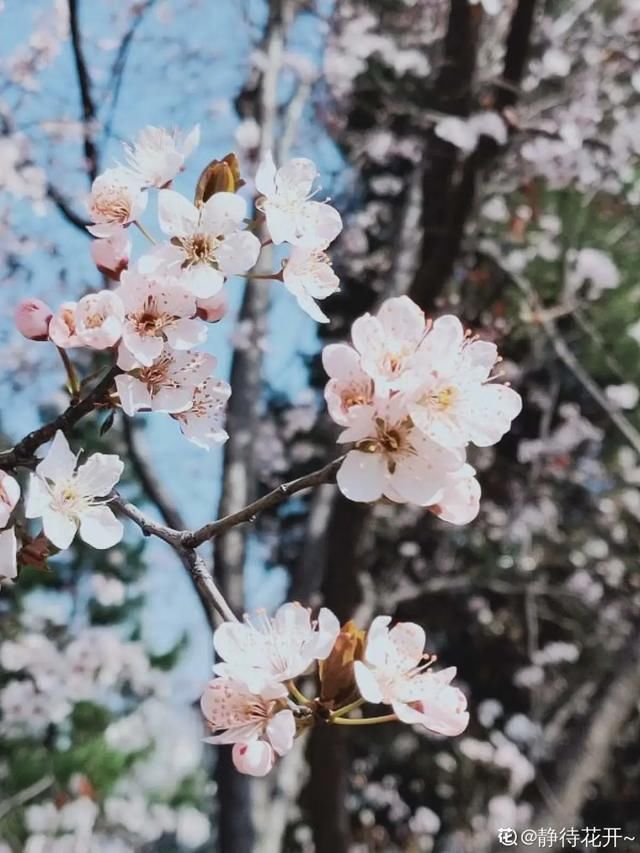  开出漂亮■阳春三月，出门踏青，原来有这么多漂亮花！