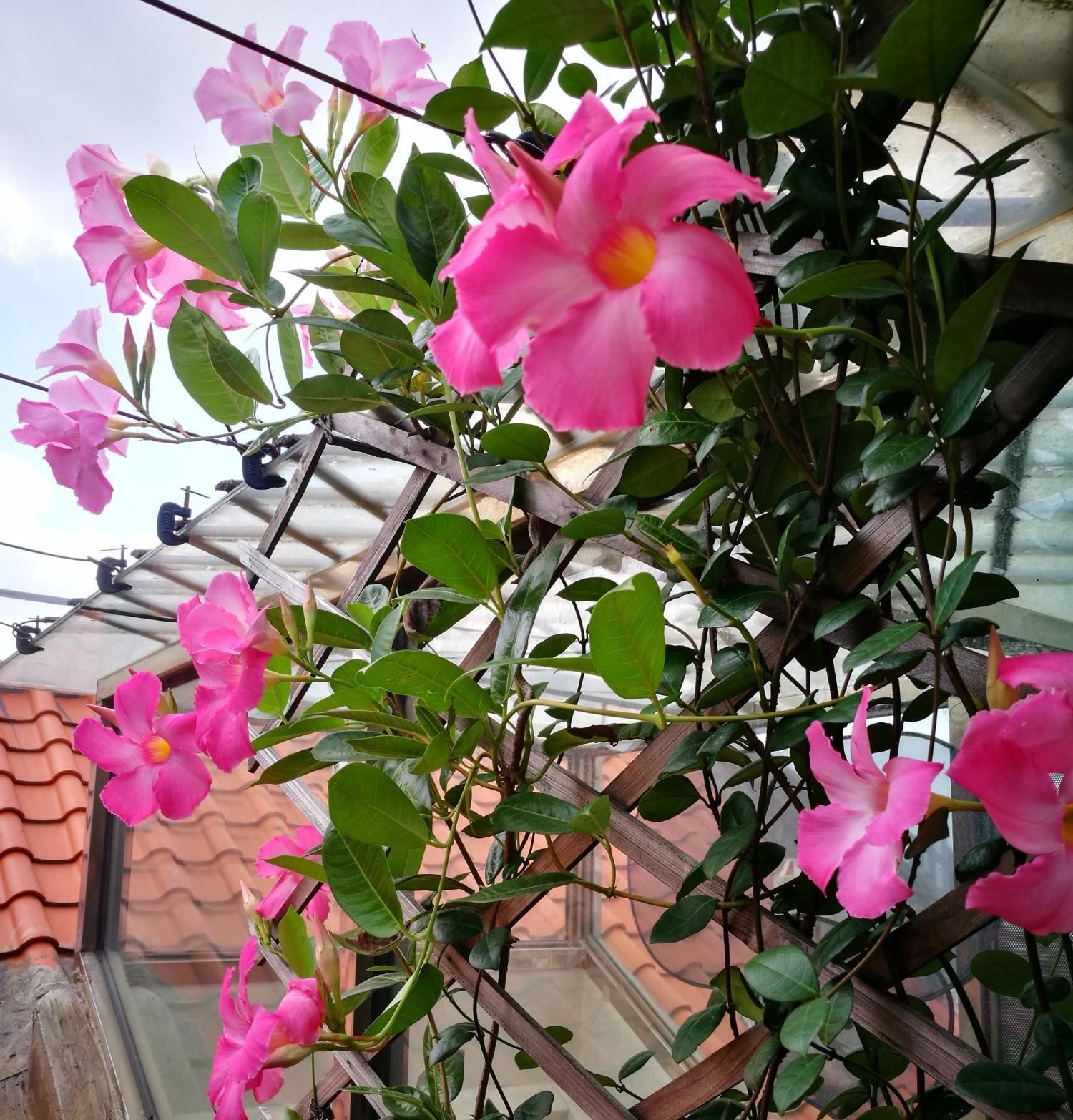  [藤本植物]最好养的藤本植物，扦插就能活，花朵清新美丽，全年开花不停！