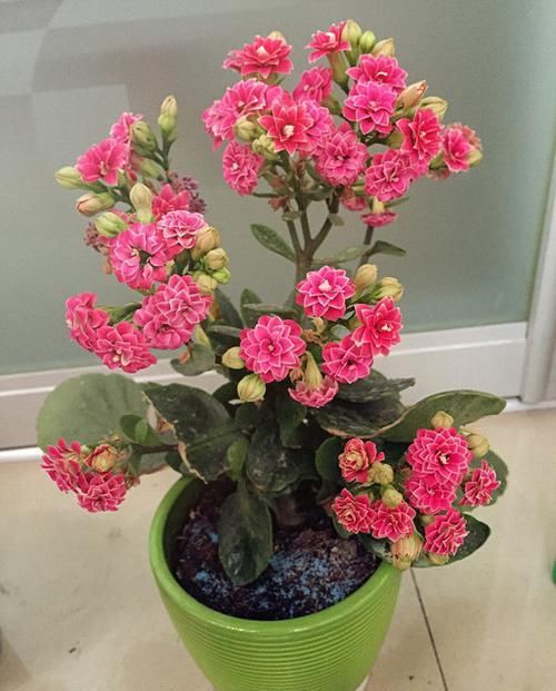  「优美」喜欢菊花，不如个“花卉珍品”曼珠沙华，花开如烈焰，大气优美！