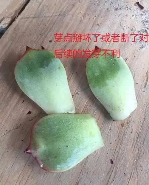  「摘点」花儿还在买？摘点叶片“摆一摆”，收获50盆，买花钱省了！