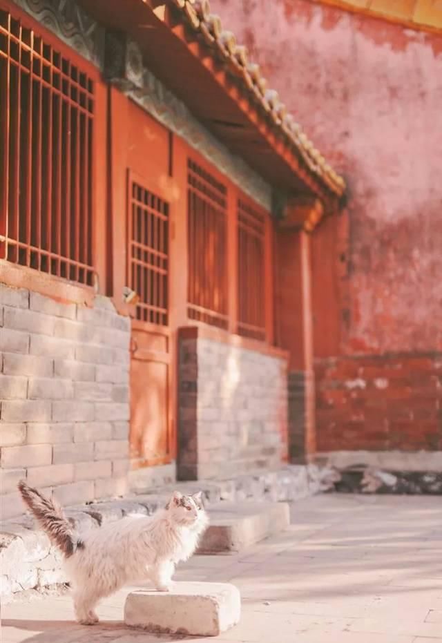 一年 30 多趟故宫，只为拍摄超赞「故宫猫咪图籍」！