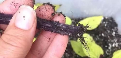 【植物的枝条】买个保鲜盒扦插繁殖盆栽植物,成功率可以提高几倍
