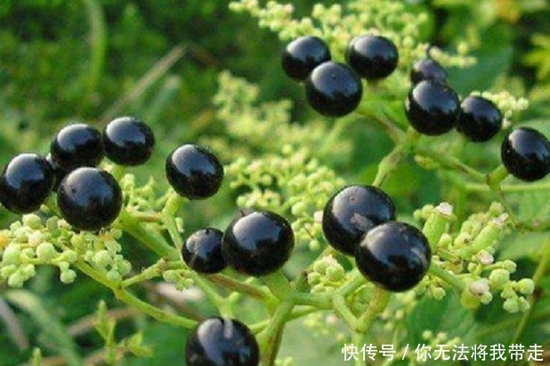  药材|深山里罕见的“乌蔹莓”过去被农民当杂草，殊不知药材价值
