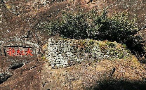 中国最珍贵的两棵树，一棵在福建，一棵在安徽，24小时都有专人守