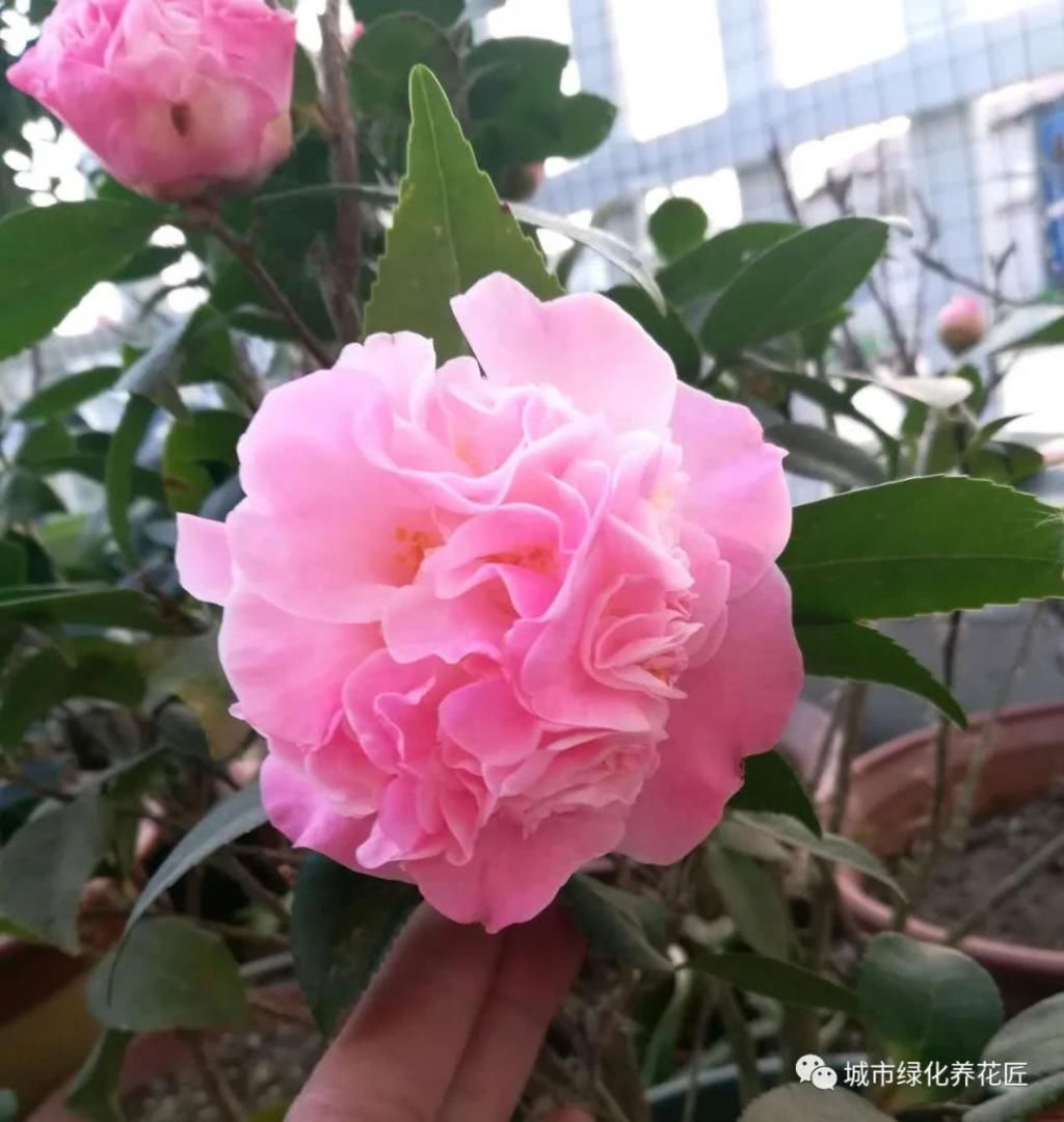  抽枝|茶花在新芽抽枝时要注意施肥，施错肥易枯芽抽枝失败，来年无花赏