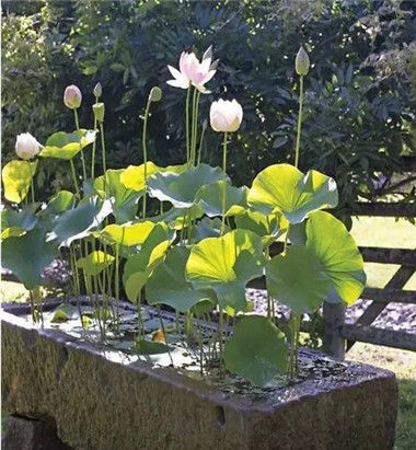  「点缀」庭院池塘, 将庭院点缀的如此诗情画意!