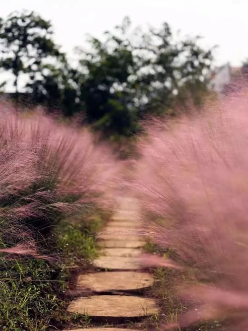  【种观赏草】别人家的花园，都流行玩“草”了！