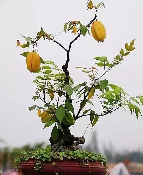  花盆@一个碗大的花盆，也能种出苹果树？别说，看着还挺诱人的！