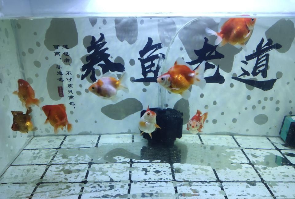  『物理过滤』为什么我们的养水过程总是失败或者无限延长，就是因为以下原因