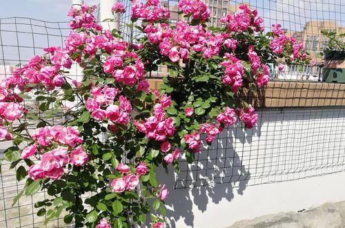  #喜欢#喜欢菊花，那就养”高端名菊“大方红云，如粉嫩美姬，雍容华贵