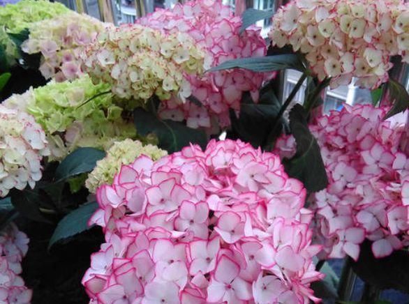  「花色」绣球花花色不艳丽，开花还很少，那应该是“4个地方”出问题了