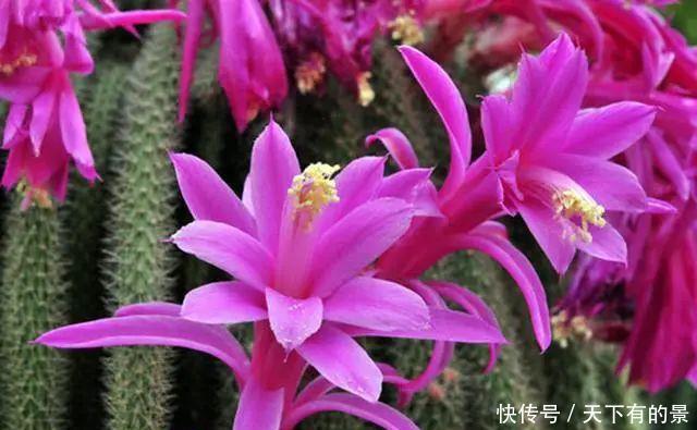  『龙须海棠』剪花剑是多少养肉人的常规动作，如果你看到这五种，还会剪吗？