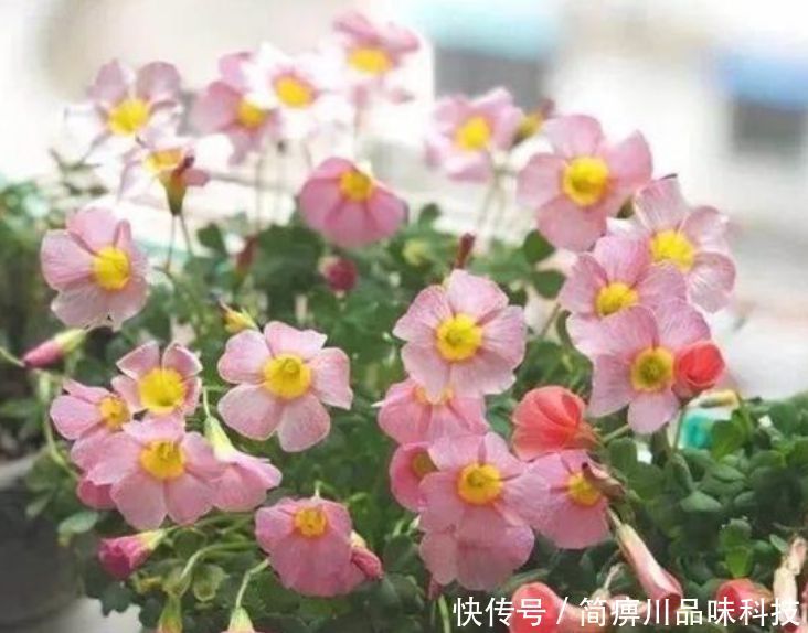「漂亮」“4种花”超耐旱,1个月不浇水,照样养得旺,还开出漂亮的花!