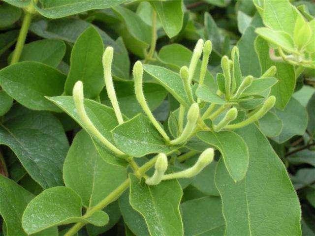  『金银花』金银花好养吗？金银花养护技巧有哪些？
