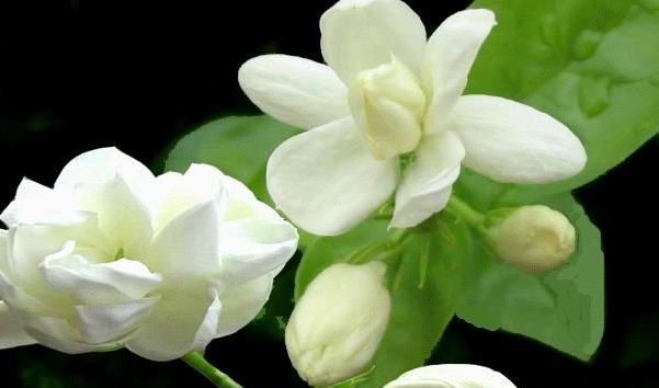 #做好#茉莉花开，很多人沉醉，做好肥水管理，你家也可以香满园