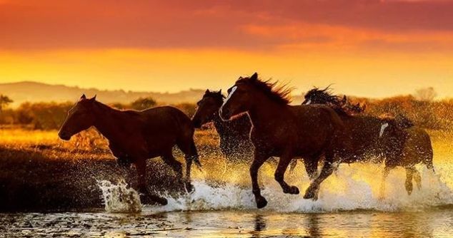 有一种美，叫秋天的乌兰布统