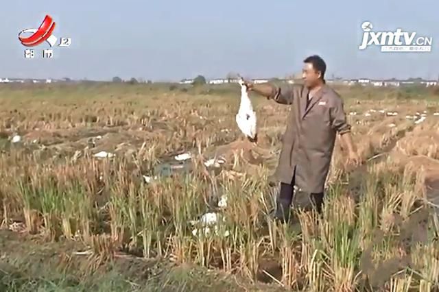  #下田#蹊跷！养鸭大户赶鸭下田，刚下去500多只鸭，竟一下子全死