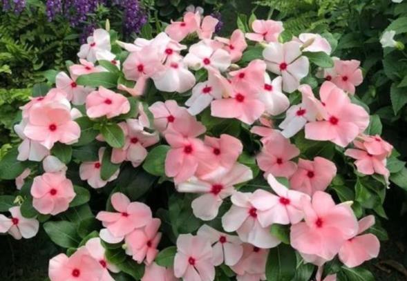 #艳丽#喜欢在家中养护漂亮花卉,就选择花色丰富多样,艳丽漂亮的花卉