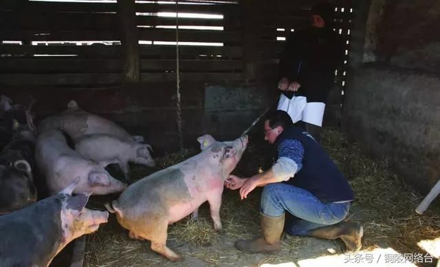 芜湖男子编造“非洲猪瘟疫情”谣言被拘5日