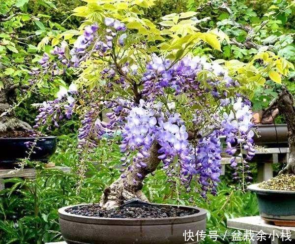 扦插|两种“盆景”易繁殖,一节枝插土里养一盆,姿态优美能开花