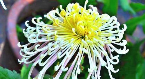  富贵■喜欢菊花，就养盆“菊中珍品”开龙白羽，花型饱满，富贵满堂