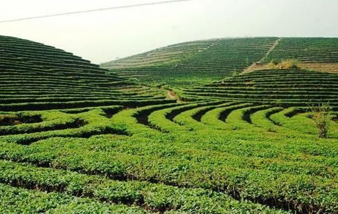 云南有一隐世村落，家家住别墅，村民们个个收入不菲