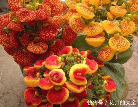 『漂亮』喜欢在家中养护花卉,就养护花色绚丽,花枝妖娆的3种花卉,漂亮