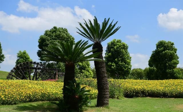 “土豪植物园”，带你走进奇妙园艺世界